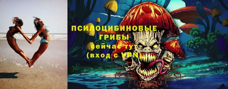 Псилоцибиновые грибы Psilocybine cubensis Нерехта